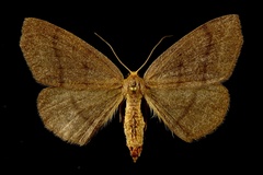 Lambdina pellucidaria