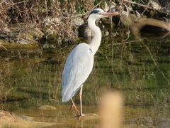 Ardea cinerea