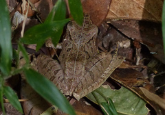Gephyromantis plicifer