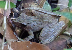Gephyromantis plicifer