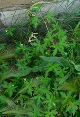 Geranium sibiricum