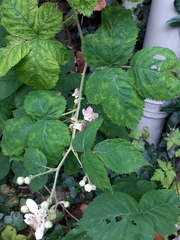 Rubus