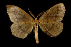 Lambdina pellucidaria