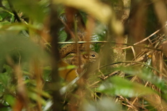 Funisciurus lemniscatus