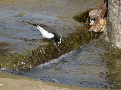Motacilla grandis