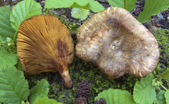 Paxillus rubicundulus