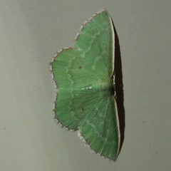 Cenochlora quieta