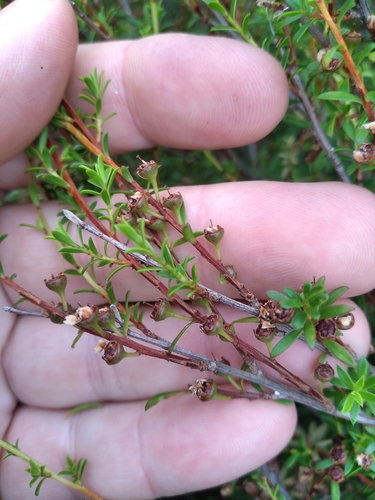 Image of Kunzea amathicola by (c) Leon Perrie, some rights reserved (CC BY)