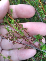 Kunzea amathicola