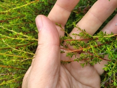 Kunzea amathicola