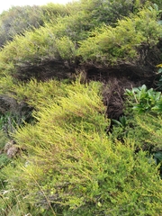 Kunzea amathicola