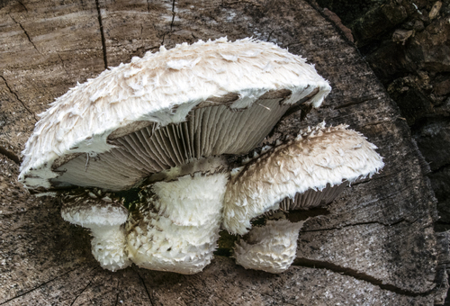 Destructive Pholiota