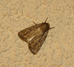 Dichagyris signifera