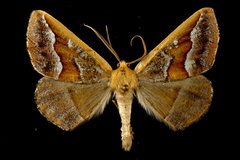 Caripeta aretaria