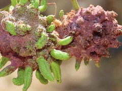 Cephalotelium