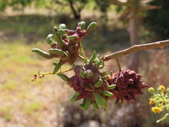Cephalotelium