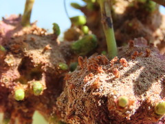 Cephalotelium