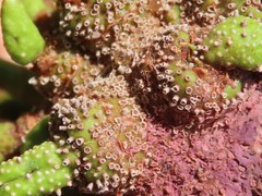 Cephalotelium