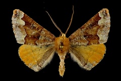 Caripeta pulcherrima