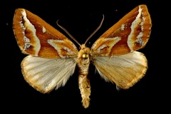 Caripeta angustiorata
