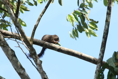 Heliosciurus rufobrachium