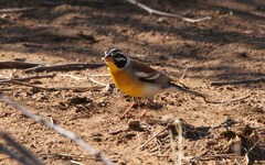 Emberiza flaviventris kalaharica