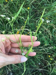 Limnosciadium pumilum