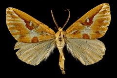 Caripeta angustiorata