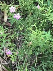 Coopernookia barbata