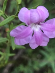 Coopernookia barbata