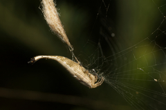 Arachnura higginsi