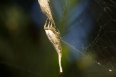 Arachnura higginsi