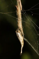Arachnura higginsi