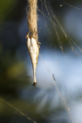 Arachnura higginsi