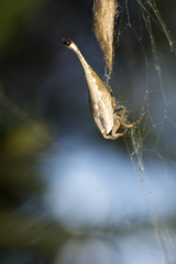 Arachnura higginsi