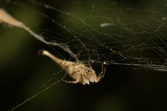 Arachnura higginsi