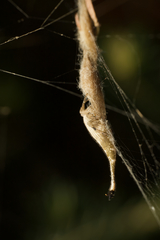 Arachnura higginsi