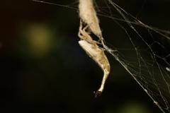 Arachnura higginsi