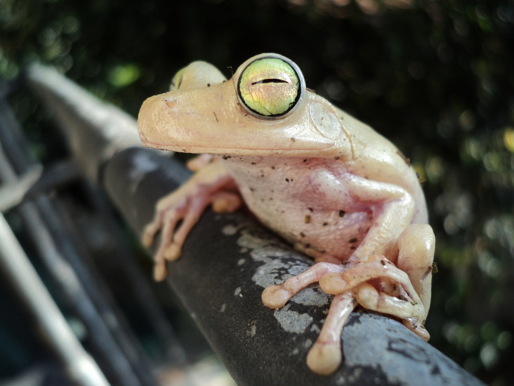 Banana Tree Dwelling Frog