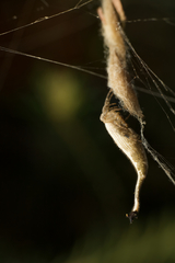 Arachnura higginsi