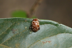 Asiophrida scaphoides