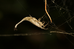 Arachnura higginsi