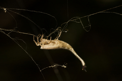 Arachnura higginsi