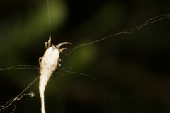 Arachnura higginsi