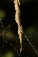Arachnura higginsi