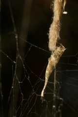 Arachnura higginsi