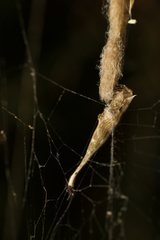 Arachnura higginsi