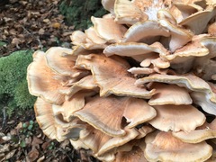 Bondarzewia kirkii