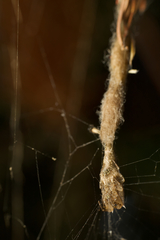 Arachnura higginsi
