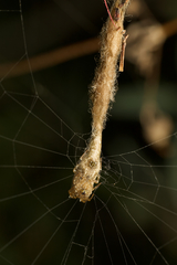 Arachnura higginsi